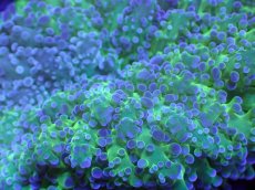 画像2: 【サンゴ】【通販】ハナブサツツマルサンゴ（Metallic Green Stem)Mサイズ（個体販売）（±9-10cm)No.6（生体）（サンゴ） (2)