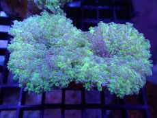 画像1: 【サンゴ】【通販】ハナブサツツマルサンゴ（Metallic Green Stem)Mサイズ（個体販売）（±9-10cm)No.7（生体）（サンゴ） (1)