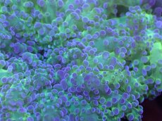 画像2: 【サンゴ】【通販】ハナブサツツマルサンゴ（Metallic Green Stem)Mサイズ（個体販売）（±9-10cm)No.7（生体）（サンゴ） (2)