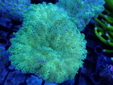 画像1: 【サンゴ】【通販】ハナブサツツマルサンゴ（Metallic Green Stem)SMサイズ（個体販売）（±6-7cm)No.9（生体）（サンゴ） (1)