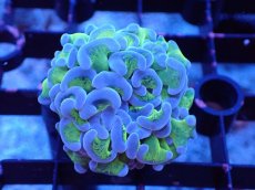 画像1: 【サンゴ】【通販】ナガレハナサンゴ（Metallic Green Stem)Sサイズ（個体販売）（±4-5cm)No.1（生体）（サンゴ） (1)