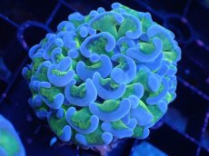 画像1: 【サンゴ】【通販】ナガレハナサンゴ（Metallic Green Stem)Sサイズ（個体販売）（±5-6cm)No.4（生体）（サンゴ） (1)
