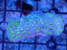 画像1: 【サンゴ】【通販】ナガレハナサンゴ（Metallic Green Stem)SMサイズ（個体販売）（±7-8cm)No.5（生体）（サンゴ） (1)