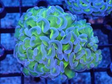 画像1: 【サンゴ】【通販】ナガレハナサンゴ（Metallic Green Stem)SMサイズ（個体販売）（±7-8cm)No.6（生体）（サンゴ） (1)