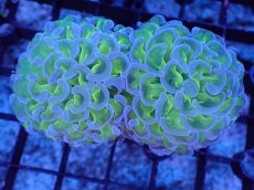 画像1: 【サンゴ】【通販】ナガレハナサンゴ（Metallic Green Stem)SMサイズ（個体販売）（±7-8cm)No.7（生体）（サンゴ） (1)