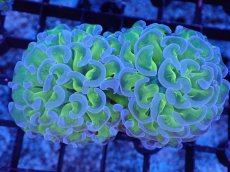 画像1: 【サンゴ】【通販】ナガレハナサンゴ（Metallic Green Stem)SMサイズ（個体販売）（±7-8cm)No.8（生体）（サンゴ） (1)
