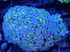 画像1: 【サンゴ】【通販】ナガレハナサンゴ（Metallic Green Stem)SMサイズ（個体販売）（±9-10cm)No.9（生体）（サンゴ） (1)