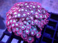 画像1: 【サンゴ】【通販】ハナガササンゴ（Red/Blue Core)SMサイズ（個体販売）（±6-7cm)No.1（生体）（サンゴ） (1)