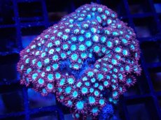 画像1: 【サンゴ】【通販】ハナガササンゴ（Red/Blue Core)SMサイズ（個体販売）（±6-7cm)No.3（生体）（サンゴ） (1)
