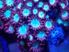 画像2: 【サンゴ】【通販】ハナガササンゴ（Red/Blue Core)SMサイズ（個体販売）（±6-7cm)No.3（生体）（サンゴ） (2)