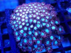 画像1: 【サンゴ】【通販】ハナガササンゴ（Red/Blue Core)SMサイズ（個体販売）（±6-7cm)No.4（生体）（サンゴ） (1)
