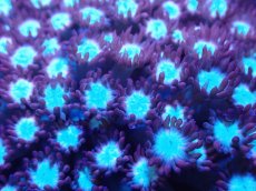 画像2: 【サンゴ】【通販】ハナガササンゴ（Red/Blue Core)SMサイズ（個体販売）（±6-7cm)No.4（生体）（サンゴ） (2)