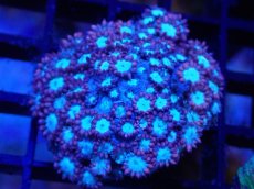 画像1: 【サンゴ】【通販】ハナガササンゴ（Red/Blue Core)SMサイズ（個体販売）（±5-6cm)No.5（生体）（サンゴ） (1)