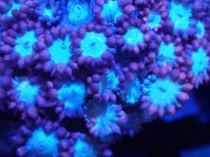 画像2: 【サンゴ】【通販】ハナガササンゴ（Red/Blue Core)SMサイズ（個体販売）（±5-6cm)No.5（生体）（サンゴ） (2)