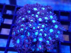 画像1: 【サンゴ】【通販】ハナガササンゴ（Red/Blue Core)SMサイズ（個体販売）（±5-6cm)No.6（生体）（サンゴ） (1)