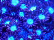 画像2: 【サンゴ】【通販】ハナガササンゴ（Red/Blue Core)SMサイズ（個体販売）（±5-6cm)No.6（生体）（サンゴ） (2)