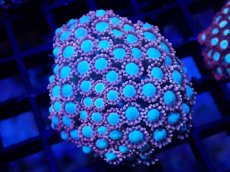画像1: 【サンゴ】【通販】ハナガササンゴ（Pink/Blue Core)SMサイズ（個体販売）（±5-6cm)No.7（生体）（サンゴ） (1)