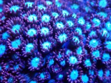 画像2: 【サンゴ】【通販】ハナガササンゴ（Red/Blue Core)Mサイズ（個体販売）（±9-10cm)No.8（生体）（サンゴ） (2)