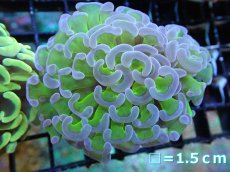 画像1: 【サンゴ】【通販】ナガレハナサンゴ（Metallic Green Stem)SMサイズ（個体販売）No.10（生体）（サンゴ） (1)