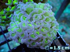 画像1: 【サンゴ】【通販】ナガレハナサンゴ（Metallic Green Stem)SMサイズ（個体販売）No.11（生体）（サンゴ） (1)