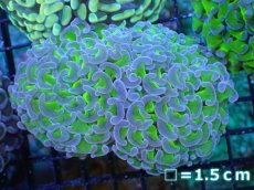 画像1: 【サンゴ】【通販】ナガレハナサンゴ（Metallic Green Stem)Mサイズ（個体販売）No.12（生体）（サンゴ） (1)