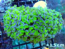 画像1: 【サンゴ】【通販】ナガレハナサンゴ（Metallic Green Stem)Mサイズ（個体販売）No.13（生体）（サンゴ） (1)