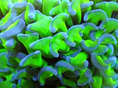 画像2: 【サンゴ】【通販】ナガレハナサンゴ（Metallic Green Stem)Mサイズ（個体販売）No.13（生体）（サンゴ） (2)