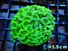 画像1: 【サンゴ】【通販】ナガレハナサンゴ（Metallic Green)SMサイズ（個体販売）No.14（生体）（サンゴ） (1)