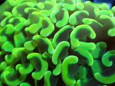 画像2: 【サンゴ】【通販】ナガレハナサンゴ（Metallic Green)SMサイズ（個体販売）No.16（生体）（サンゴ） (2)