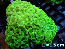 画像1: 【サンゴ】【通販】ナガレハナサンゴ（Metallic Green)Mサイズ（個体販売）No.17（生体）（サンゴ） (1)