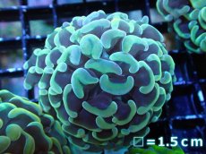 画像1: 【サンゴ】【通販】ナガレハナサンゴ（Gold)SMサイズ（個体販売）No.18（生体）（サンゴ） (1)