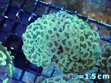 画像1: 【サンゴ】【通販】ナガレハナサンゴ（Gold)Mサイズ（個体販売）No.21（生体）（サンゴ） (1)