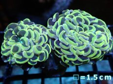 画像1: 【サンゴ】【通販】ナガレハナサンゴ（Gold)Mサイズ（個体販売）No.26（生体）（サンゴ） (1)
