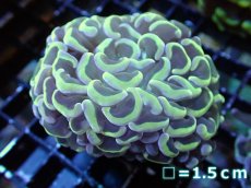 画像1: 【サンゴ】【通販】ナガレハナサンゴ（Gold)Mサイズ（個体販売）No.27（生体）（サンゴ） (1)