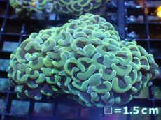 画像1: 【サンゴ】【通販】ナガレハナサンゴ（Gold)Mサイズ（個体販売）No.28（生体）（サンゴ） (1)