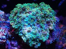 画像1: 【サンゴ】【通販】ハナガササンゴ（Metallic Green)Mサイズ（個体販売）（±10cm)No.1（生体）（サンゴ） (1)