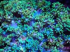 画像2: 【サンゴ】【通販】ハナガササンゴ（Metallic Green)Mサイズ（個体販売）（±10cm)No.1（生体）（サンゴ） (2)
