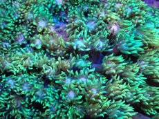 画像2: 【サンゴ】【通販】ハナガササンゴ（Metallic Green)Mサイズ（個体販売）（±10cm)No.3（生体）（サンゴ） (2)