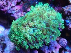 画像1: 【サンゴ】【通販】ハナガササンゴ（Metallic Green)Mサイズ（個体販売）（±10cm)No.4（生体）（サンゴ） (1)