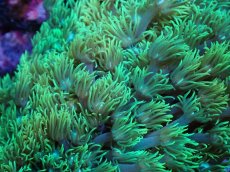 画像2: 【サンゴ】【通販】ハナガササンゴ（Metallic Green)Mサイズ（個体販売）（±10cm)No.4（生体）（サンゴ） (2)