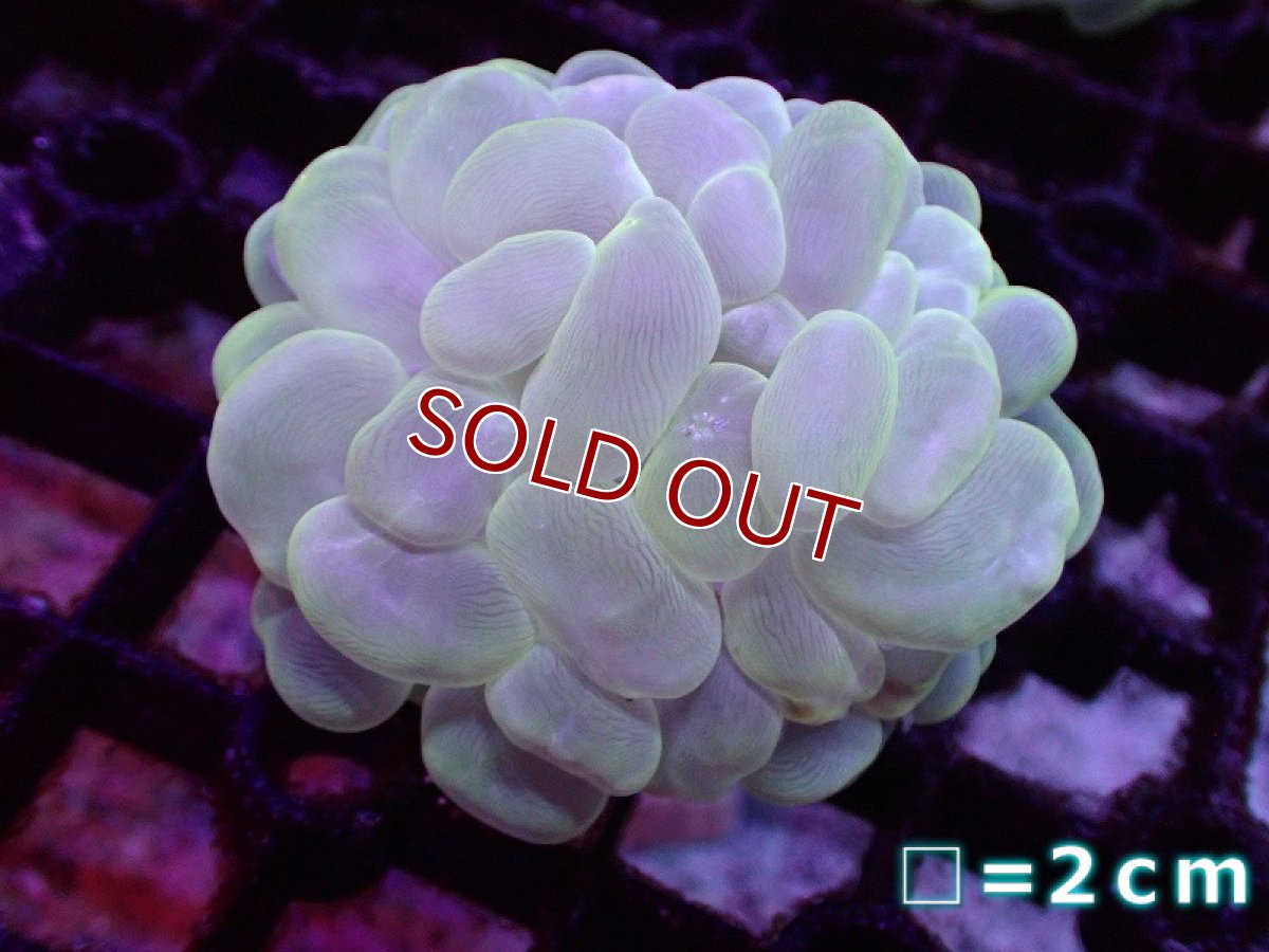 画像1: 【サンゴ】【通販】バブルコーラル（クリアーカラー）（個体販売）No.1（生体）（サンゴ） (1)