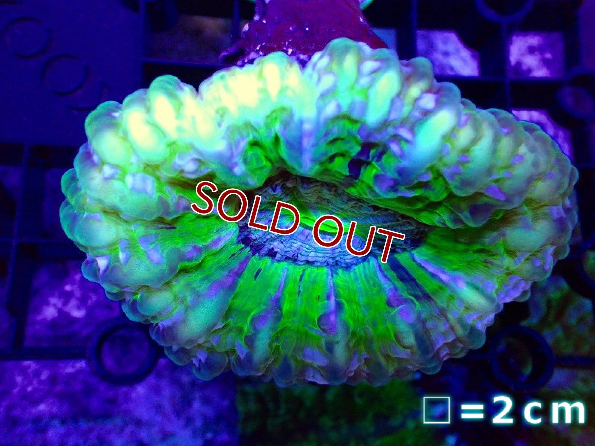 画像1: 【サンゴ】【通販】コハナガタサンゴ（クリアーグリーン）（個体販売）No.1（生体）（サンゴ） (1)