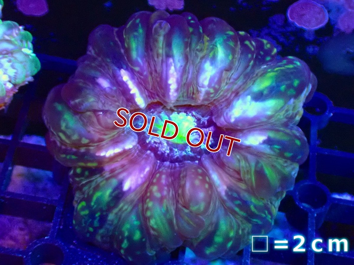 画像1: 【サンゴ】【通販】コハナガタサンゴ（クリアーグリーン）（個体販売）No.6（生体）（サンゴ） (1)