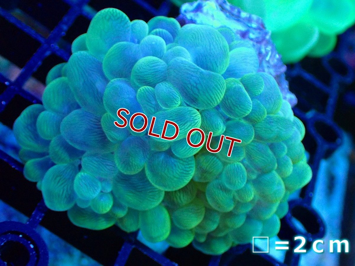 画像1: 【サンゴ】【通販】バブルコーラル（クリアーグリーン）SMサイズ（個体販売）No.3（生体）（サンゴ） (1)