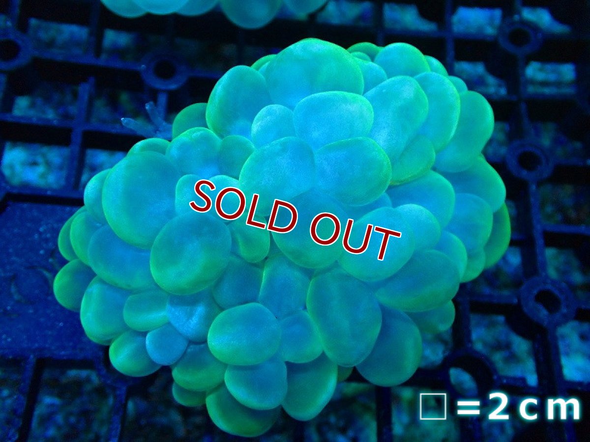 画像1: 【サンゴ】【通販】バブルコーラル（クリアーグリーン）SMサイズ（個体販売）No.8（生体）（サンゴ） (1)
