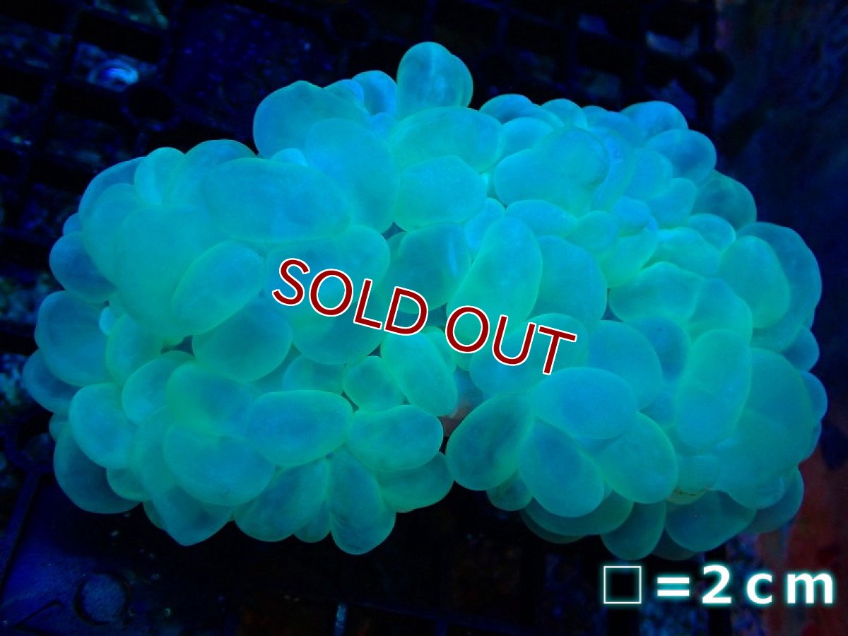 画像1: 【サンゴ】【通販】バブルコーラル（クリアーグリーン）MLサイズ（個体販売）No.17（生体）（サンゴ） (1)