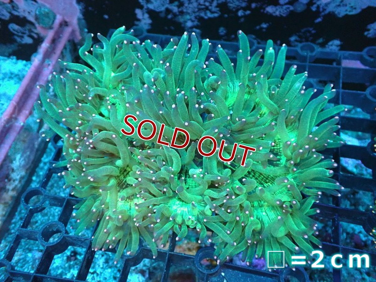 画像1: 【サンゴ】【通販】トランペットコーラル(ピンクチップ）MLサイズ（個体販売）No.15（生体）（サンゴ） (1)
