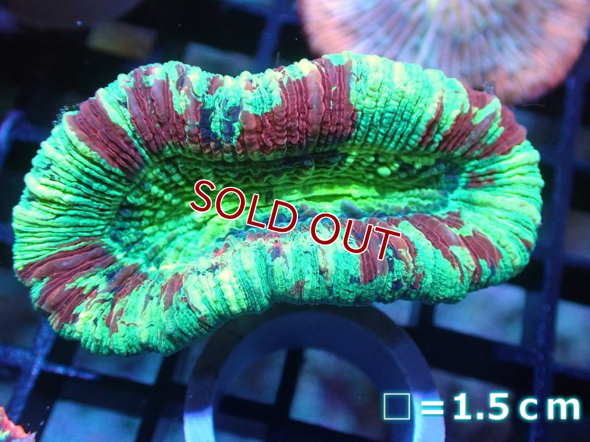 画像1: 【サンゴ】【通販】オオバナサンゴ（Multi Color)（個体販売）No.5（生体）（サンゴ） (1)