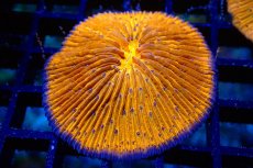画像1: 【サンゴ】【通販】クサビライシsp.(Orange) （個体販売）No.6（生体）（サンゴ） (1)