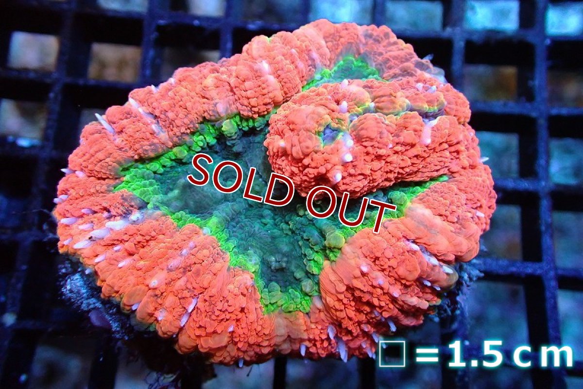 画像1: 【サンゴ】【通販】ハナガタサンゴ（Special Color）（個体販売）（生体）（サンゴ） (1)